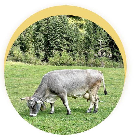 cow